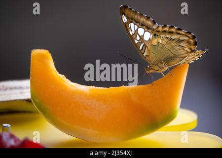 Un papillon avec des ailes marron et blanc est alimenté sur une tranche de melon sur un fond bokeh Banque D'Images