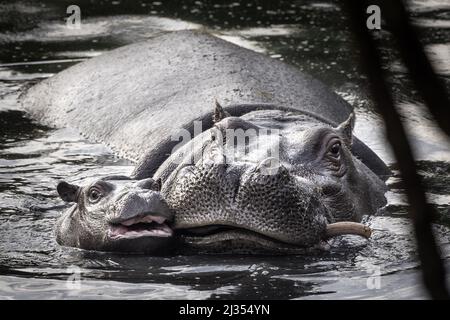 Gros plan portrait de la mère et de l'enfant hippo barboter un étang ensemble Banque D'Images