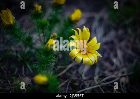 Un gros plan de belles fleurs jaunes de l'oeil de faisan (Adonis vernalis) Banque D'Images