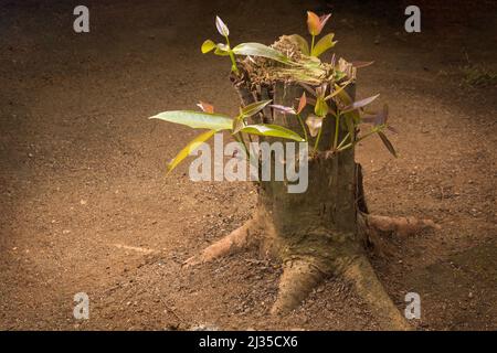 pousses ou pousses de feuilles provenant d'un vieux tronc d'arbre coupé, inarrêtable ou nouveau concept de vie, espace de copie Banque D'Images