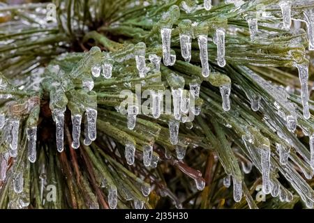 Aiguilles de pin rouge recouvertes d'une couche de glace claire après une tempête de verglas au Michigan, aux États-Unis Banque D'Images