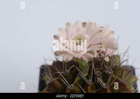 fleur de cactus ymnocalycium sur fond blanc avec espace de copie pour le texte Banque D'Images