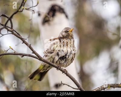 Fieldbird est assis sur une branche au printemps avec un arrière-plan flou. Champ, Turdus pilaris. Banque D'Images