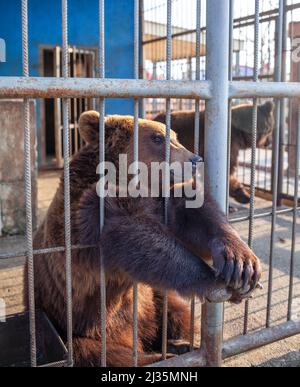 Triste ours dans la cage d'animaux au zoo. L'ours sauvage a coincé le nez à travers les barres de cage d'animaux et veut l'abeille libre. L'ours brun a collé son visage hors de la cage Banque D'Images