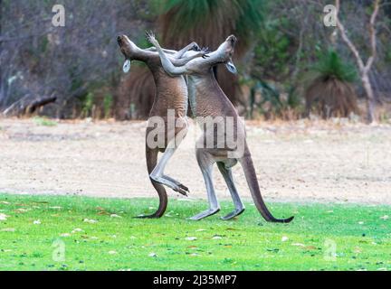 Deux grands mâles kangourous gris de l'Ouest (Macropus fuliginosus), boxe, Australie occidentale, Australie occidentale, Australie occidentale Banque D'Images