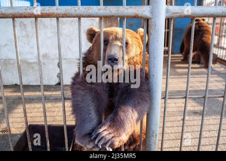 Triste ours dans la cage d'animaux au zoo. L'ours sauvage a coincé le nez à travers les barres de cage d'animaux et veut l'abeille libre. L'ours brun a collé son visage hors de la cage Banque D'Images