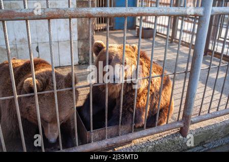 Triste ours dans la cage d'animaux au zoo. L'ours sauvage a coincé le nez à travers les barres de cage d'animaux et veut l'abeille libre. L'ours brun a collé son visage hors de la cage Banque D'Images