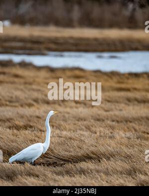 Grand Egret dans Squantum Marshes à Quincy Banque D'Images