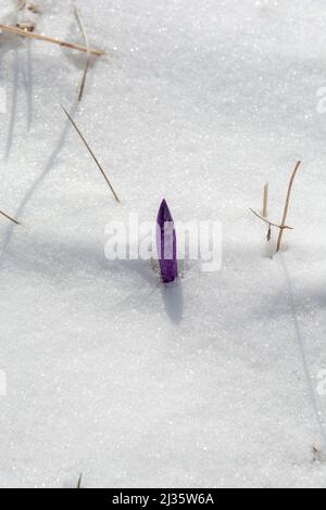 Fleurs de Saffron Crocus sortant de la neige au début du printemps. Crocus sativus en fleur. Banque D'Images