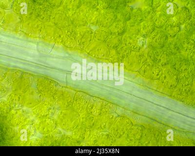 Feuille verte de la Fireweed (Chamaenerion angustifolium) sous le microscope Banque D'Images