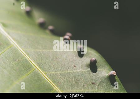 La précision de la forme de la balle des larves DE BANNIÈRE abstraite des œufs d'insectes repose sur la beauté le long du bord de la surface de la feuille de plante verte.Incroyable macro faune nature monde Haut Banque D'Images