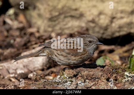 Dunnock (Prunella modularis) dans un cadre boisé Banque D'Images