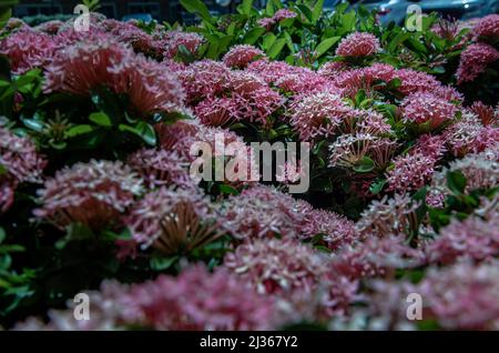 Fleurs de jasmin de l'ouest indien rouge. Fleurs pour recevoir la lumière douce du soleil le matin dense feuilles vertes avec des fleurs rouges. Espace de copie, mise au point sélective. Banque D'Images