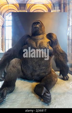 Angleterre, Londres, South Kensington, Musée d'histoire naturelle, exposition de Guy le Gorilla, ancien résident le plus aimé du zoo de Londres Banque D'Images