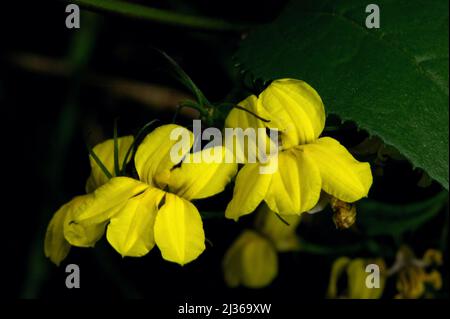 Hop Goodenia (Goodenia Ovata) est un arbuste très commun dans le Victoria, formant des touffes denses dans les bois, sur les routes et les rives de rivière. Banque D'Images