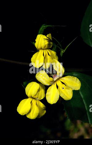 Hop Goodenia (Goodenia Ovata) est un arbuste très commun dans le Victoria, formant des touffes denses dans les bois, sur les routes et les rives de rivière. Banque D'Images