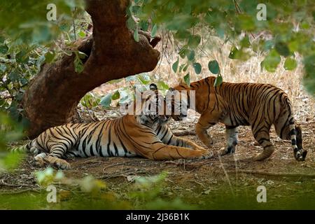 Couple de tigre indien, mâle à gauche, femelle à droite, première pluie, animal sauvage, Habitat naturel, Ranthambore, Inde. Grand chat, animal en danger, gr. Chat Banque D'Images