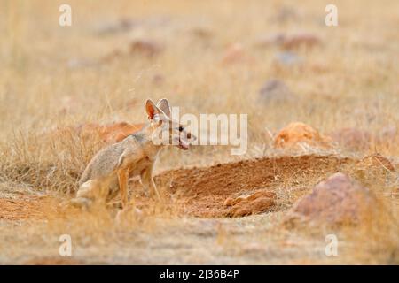 Renard indien, renard Bengale, Vulpes bengalensis, Parc national de Ranthambore, Inde. Animal sauvage dans l'habitat de la nature. Renard près du trou de terre du nid, museau ouvert. W Banque D'Images