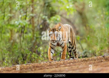 Femelle tigre indien avec première pluie, animal sauvage dans l'habitat naturel, Ranthambore, Inde. Grand chat, animal en danger. Fin de la saison sèche, début g Banque D'Images