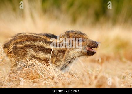 Portrait de porc sauvage, prairie. Jeune sanglier, sus scrofa, courant dans la prairie, forêt d'automne rouge en arrière-plan, animal dans la herbe hab Banque D'Images