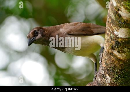 Jay brun, Cyanocorax morio, oiseau de la forêt verte du Costa Rica, dans l'habitat des arbres. Détail de l'oiseau tropique. Banque D'Images