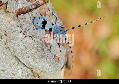 Rosalia Longicorne, Rosalia alpina, dans l'habitat naturel de la forêt verte, assis sur le mélèze vert, République tchèque, le longicorne, le longicorne. Beautif Banque D'Images