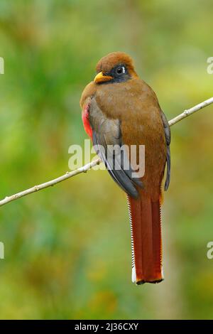 Trogon masqué, Trogon personatus, oiseau rouge et brun dans l'habitat naturel, Bellavista, Equateur. Oiseau dans la forêt tropicale verte. Observation des oiseaux en Ecua Banque D'Images