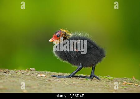 Petit oiseau. Jeune de canard. Oiseau d'eau brun à bec jaune et rouge Mooren commun, Porphyrio martinicus, marchant dans l'herbe. Eau verte dans l'eau de la ba Banque D'Images
