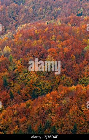 Forêt d'automne, nombreux arbres dans les collines d'orange, chêne orange, bouleau jaune, épinette verte, Parc national de la Suisse de Bohême, République tchèque. Automne orange Banque D'Images