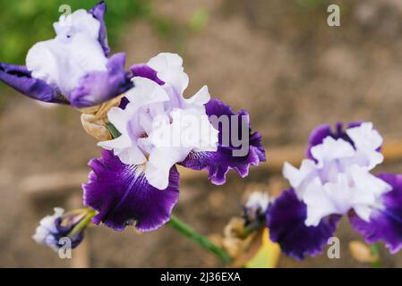 Une belle fleur blanche et pourpre d'un iris barbu dans un jardin d'été en gros plan Banque D'Images