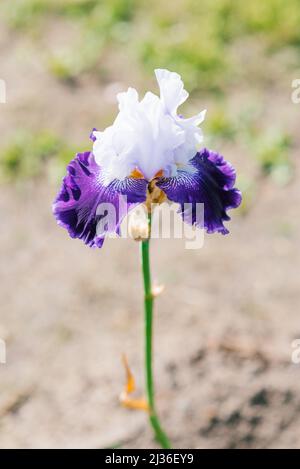 Gros plan des fleurs violettes et blanches d'un iris barbu dans le jardin. Grandes fleurs d'iris cultivées. Banque D'Images