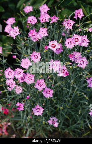 Les fleurs d'herbe de carnation rose poussent dans le jardin en été Banque D'Images