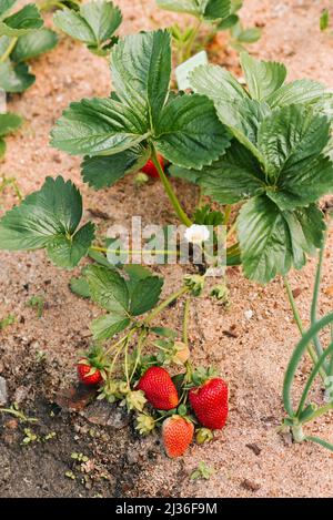 Gros plan de fraises mûres et non mûres dans le jardin. Fraises fraîches cultivées dans des serres Banque D'Images