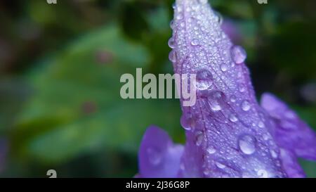 Gouttelettes d'eau sur la fleur pourpre magnifique sa fleur indigène de l'himalaya inde et son nom commun est à deux têtes de coneflower strobilanthes capitat Banque D'Images