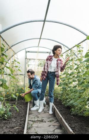 un agriculteur afro-américain inspecte des plantes près d'un collègue avec un arrosoir en serre Banque D'Images