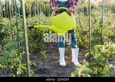 vue rognée d'une femme afro-américaine qui abreuvoir les tomates dans le champ Banque D'Images