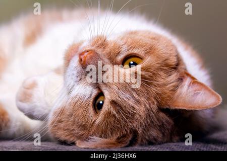Portrait de chat au gingembre. Sur un canapé. Gros plan. Banque D'Images