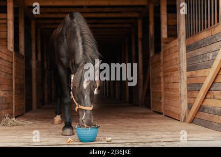 Cheval mangeant des légumes et des fruits du seau en stable. Banque D'Images