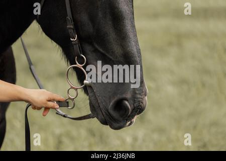 Femme debout à côté de cheval et tenant des rênes de cheval bridle à la main à l'extérieur, gros plan. Banque D'Images