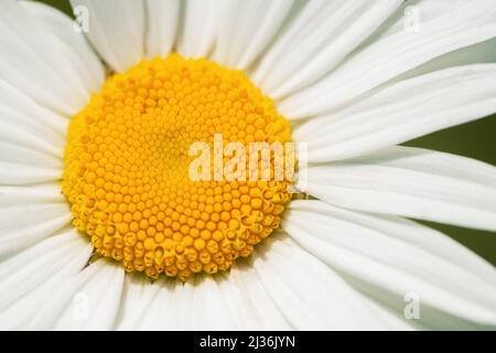 Fleur jaune avec pétales blancs est à l'extérieur, gros plan. Banque D'Images