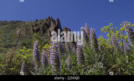 Gran Canaria, route de randonnée ariund Teniguada village dans la municipalité de Valsequillo, époque des fleurs de bugloss bleu Banque D'Images