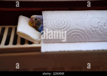 Malade petit bleu amour oiseau, ayant infection fongique. Pose sur une serviette en papier Banque D'Images