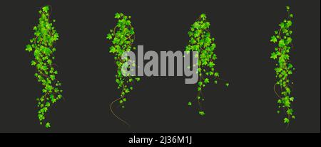 Ivy grimpant des vignes avec des feuilles vertes de plantes de super-réducteur, éléments décoratifs de conception botanique isolés sur fond noir. Branche Hedera accrochée au guar Illustration de Vecteur