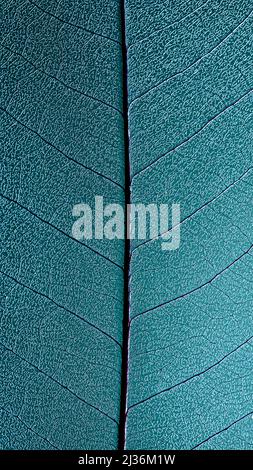 squelette texture feuille vertical gros plan. fond texturé biophile d'inspiration nature. naturel authentique design bio macro photo Banque D'Images