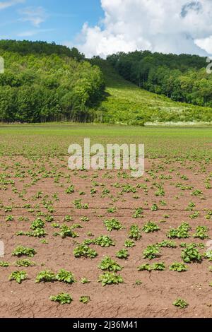 Plants de pommes de terre sur un champ à une montagne avec un forêt Banque D'Images