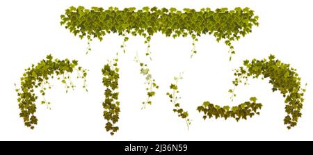 Ivy grimpant des vignes avec des feuilles vertes de plantes de super-réducteur, éléments décoratifs de conception botanique isolés sur fond blanc. Hangi branche Ampelous hedera Illustration de Vecteur