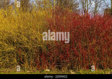 Arbustes de Forstizia jaune, de Forsythia europaea Degen & Bald et de Dogwood à barbelés rouges, Cornus Alba. Assens, Danemark, Europe Banque D'Images