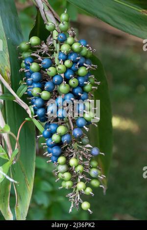 Baies bleues et vertes sur la tête de fleur de gingembre australien (Alpinia caerulea) dans la forêt tropicale du Queensland. Bush Tucker. Banque D'Images
