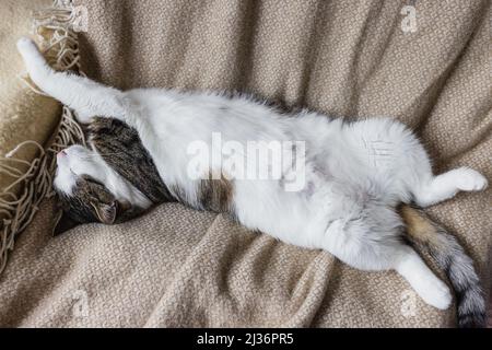 Mignon jeune chat domestique dort dans le dos détendu et heureux sur doux jeté confortable sur le lit. Concept de chats endormis heureux et décontractés. Copier l'espace Banque D'Images