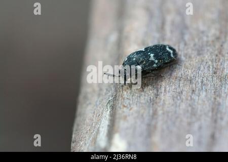 Gros plan sur un Megatoma undata scarabée, émergeant des nids de l'abeille maçon européenne, Osmia rufa dans l'abeille-hôtel dans le jardin Banque D'Images